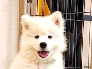 Samoyed dogs Mellow - Ad 2