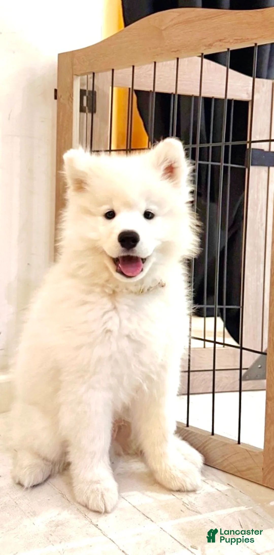 Samoyed dogs for sale: Mellow - Ad 1