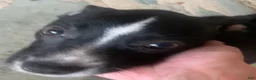 Mixed Breed dogs for sale: Mixed Breed 1 - Ad 2