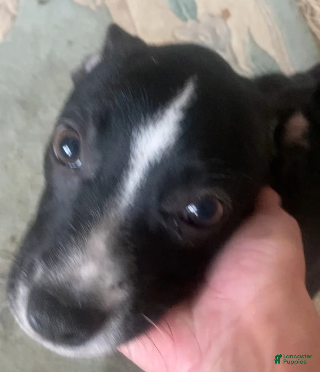 Mixed Breed dogs for sale: Mixed Breed 1 - Ad 2