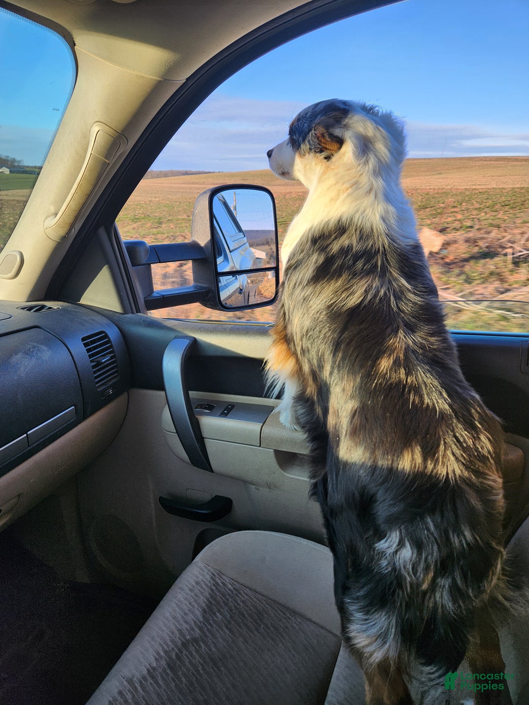 Mini Aussiedoodle dogs for sale: Cassie  - Ad 9