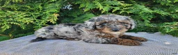 Mini Bernedoodle dogs for sale: Leasha - Ad 4