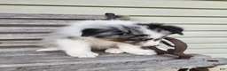 Australian Shepherd dogs for sale: Jacki - Ad 2