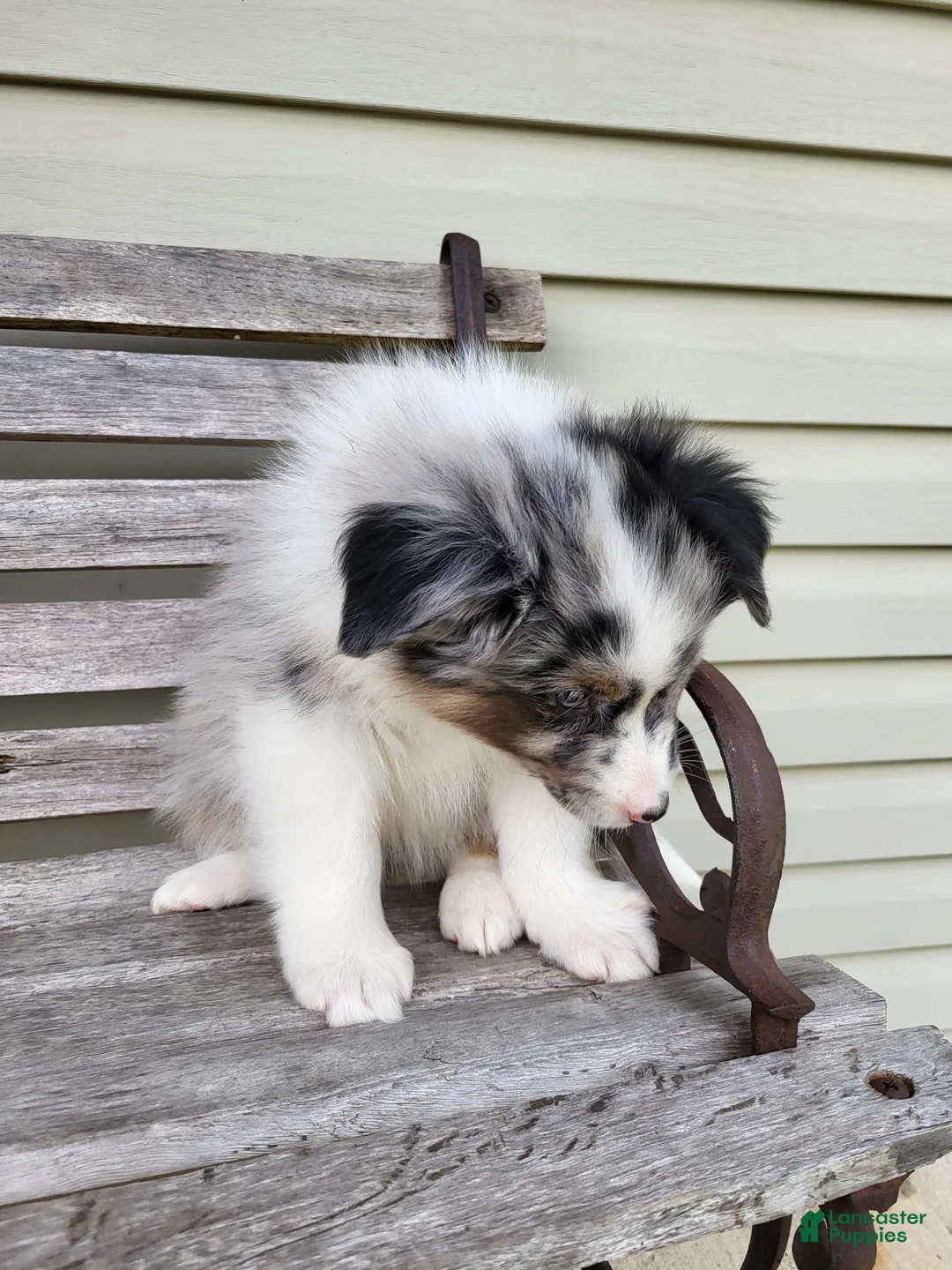 Australian Shepherd dogs for sale: Jacki - Ad 2