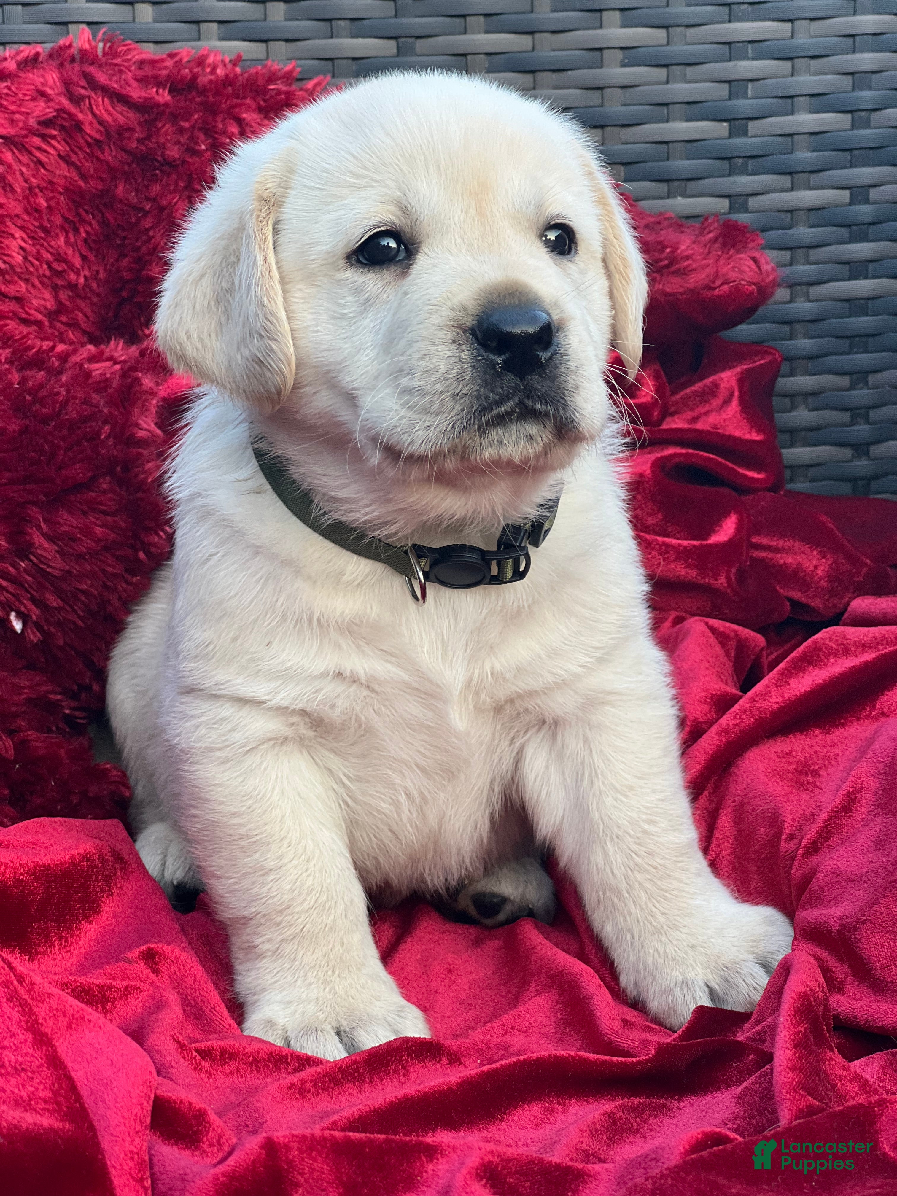 Labrador Retriever dogs Yellow Boy - Ad 1