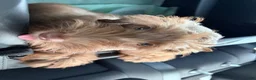 Schnoodle dogs for sale: Schnoodle 1 - Ad 7