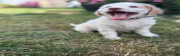 Mini Goldendoodle dogs for sale: Aphrodite - Ad 6