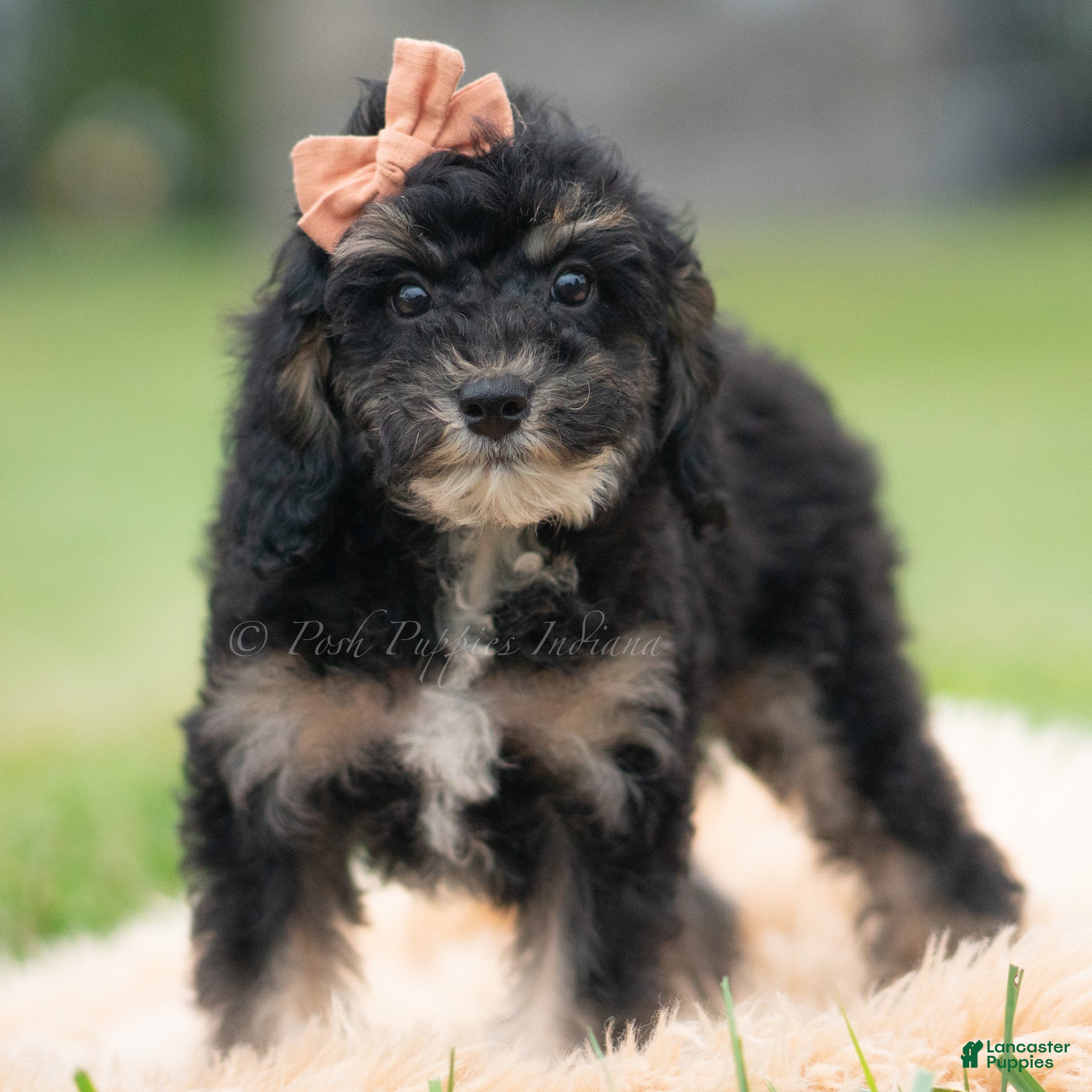 Toy Poodle dogs Arthur AKC  - Ad 10