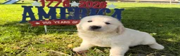 Golden Retriever dogs for sale: Pugsley - Ad 2