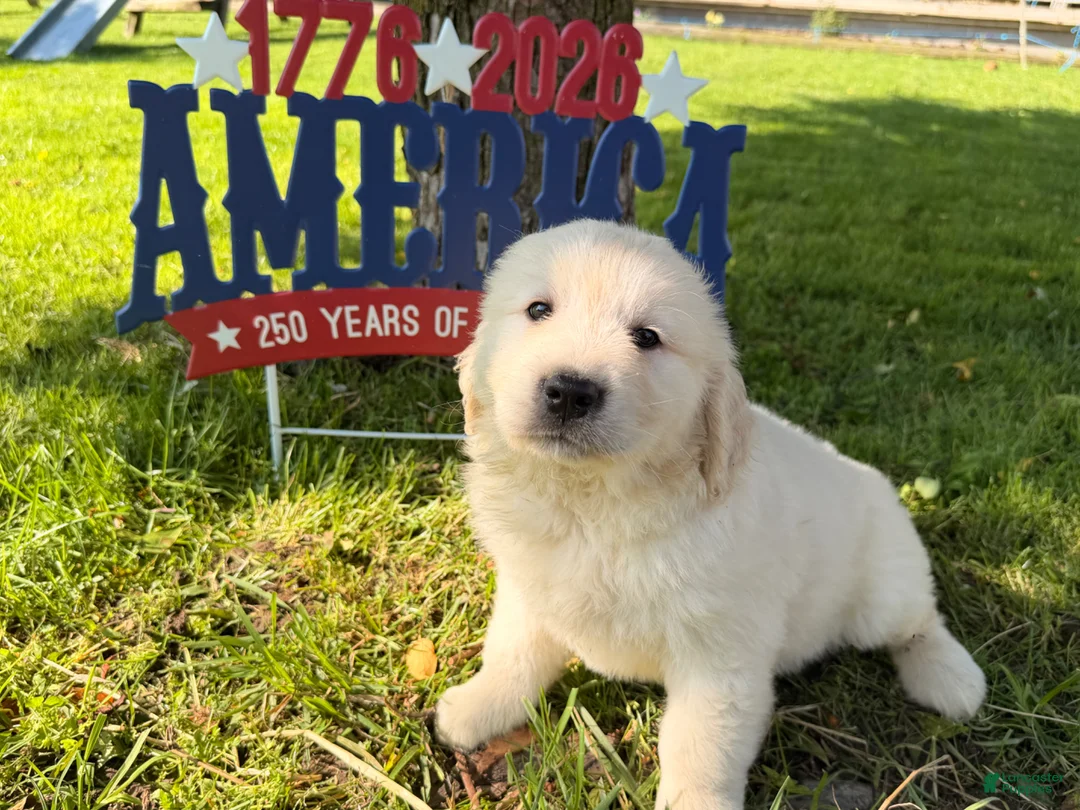 Golden Retriever dogs for sale: Pugsley - Ad 2