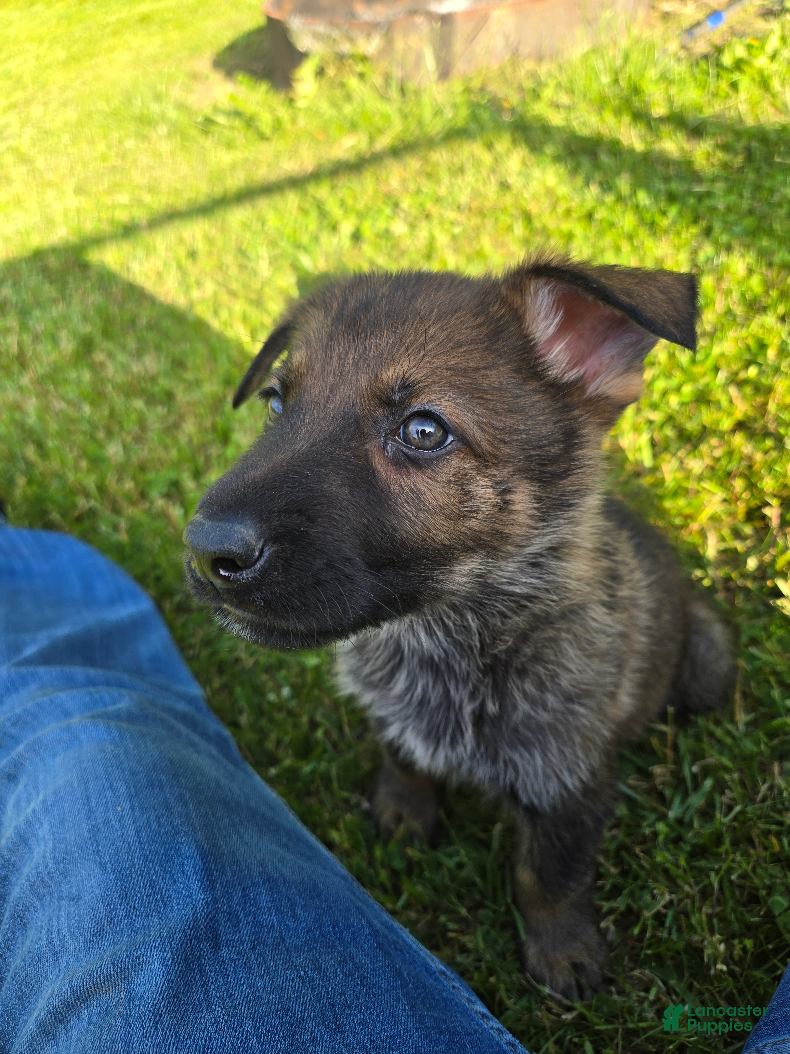 German Shepherd dogs German Shepherd Puppy 1 - Ad 2