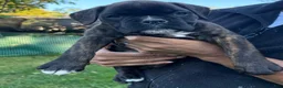 Boxer dogs for sale: Colonia - Ad 9