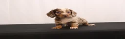 Dachshund dogs for sale: Snowy - Ad 11