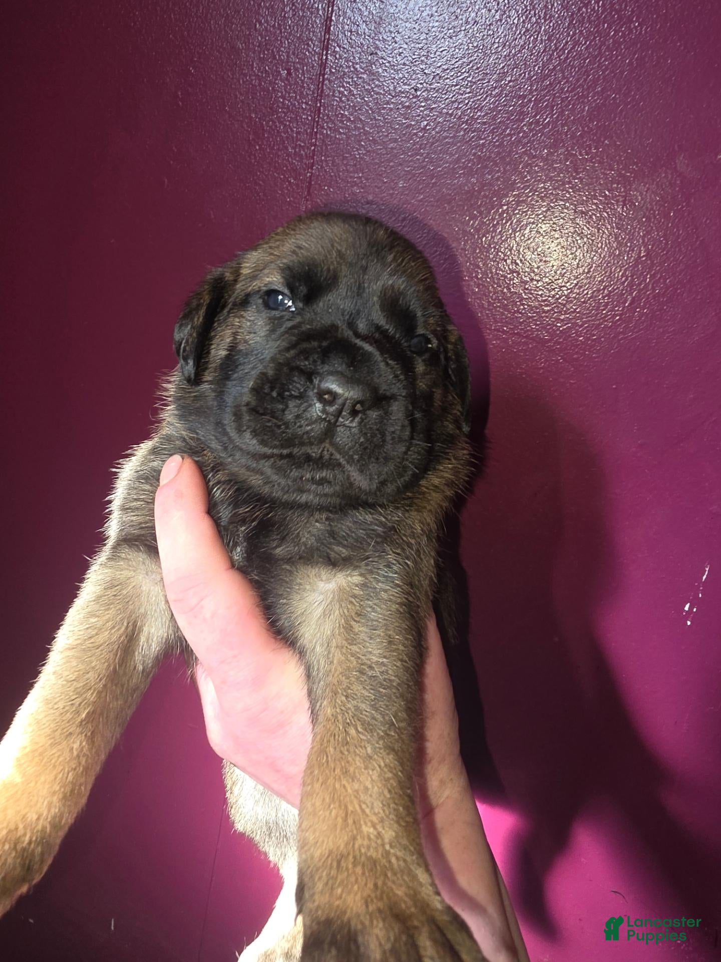 Cane Corso dogs for sale: Cane Corso 1 - Ad 22