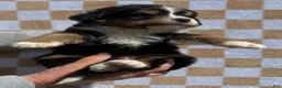 Bernese Mountain Dog dogs for sale: Tex - Ad 4