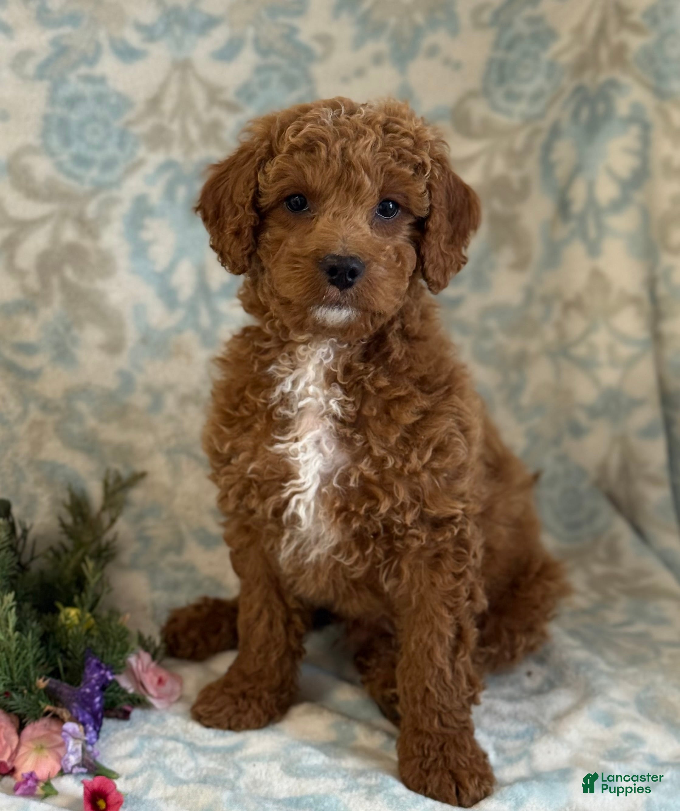 Mini Goldendoodle dogs Bingo - Ad 1