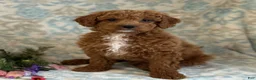 Mini Goldendoodle dogs for sale: Bingo - Ad 3