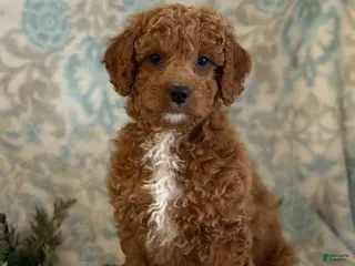 Mini Goldendoodle dogs for sale: Bingo - Ad 1