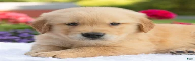 Suki 