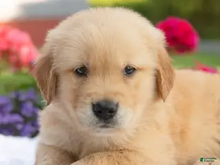 Golden Retriever dogs for sale: Suki - Ad 4