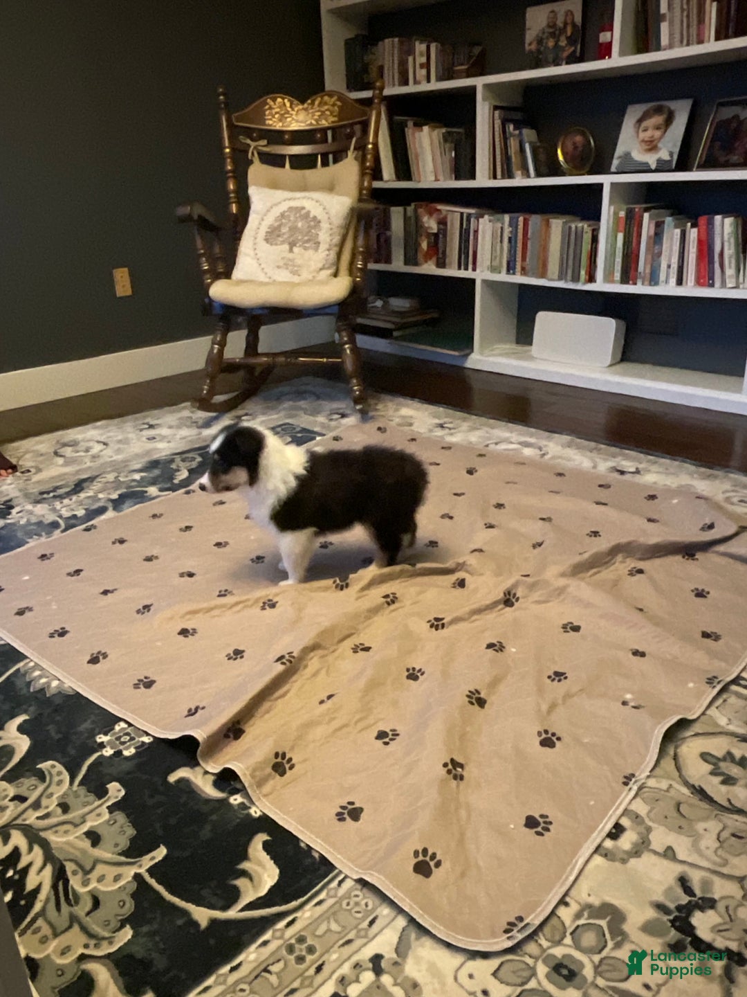 Collie dogs for sale: Collie Puppy 6 - Ad 3