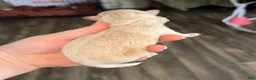 Pomapoo dogs for sale: Pomapoo 1 - Ad 3