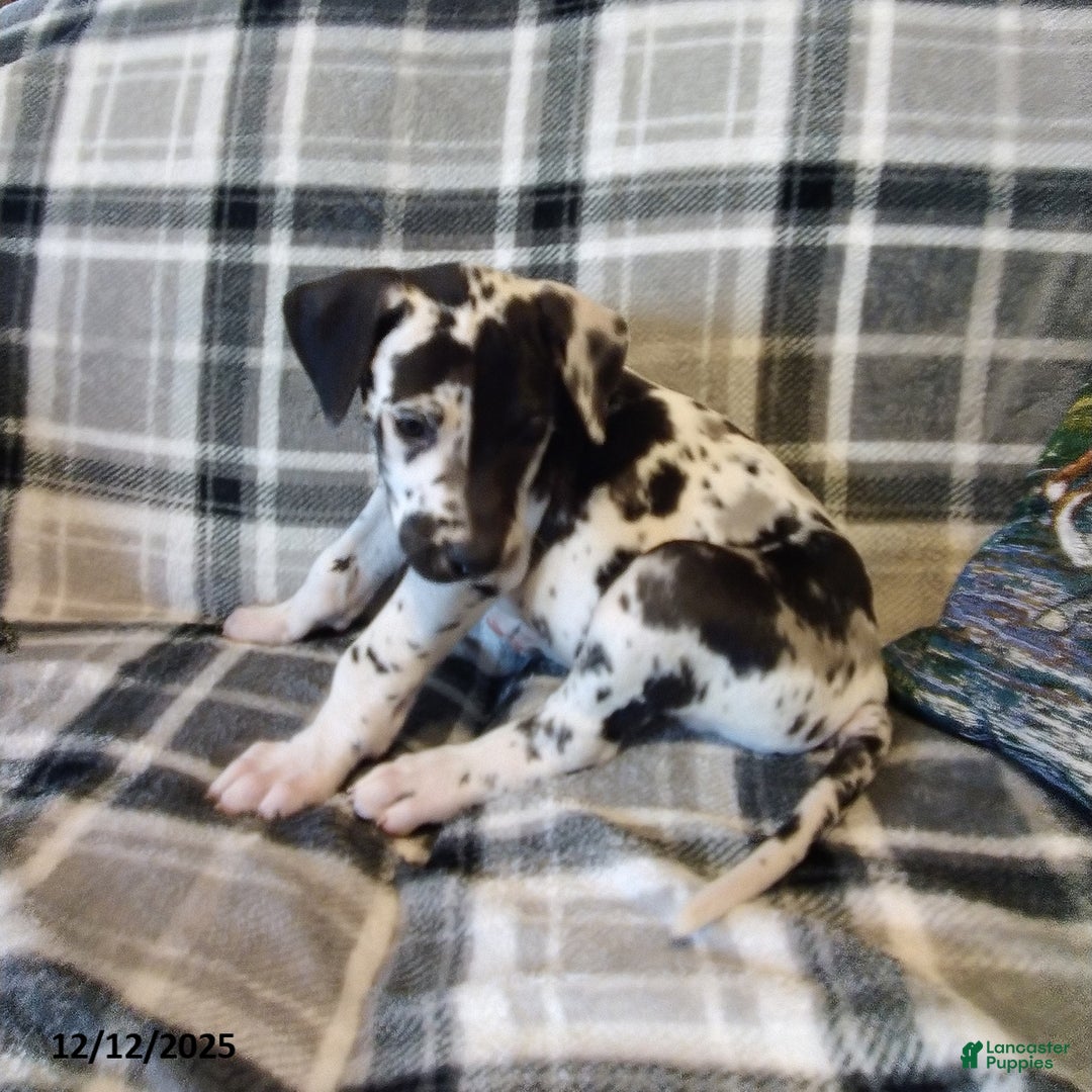 Great Dane dogs for sale: Oreo - Ad 2