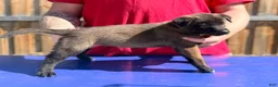 Belgian Malinois dogs for sale: AKC Belgian Malinois - Brown Collar - Ad 1