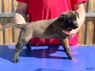 Belgian Malinois dogs AKC Belgian Malinois - Brown Collar - Ad 3
