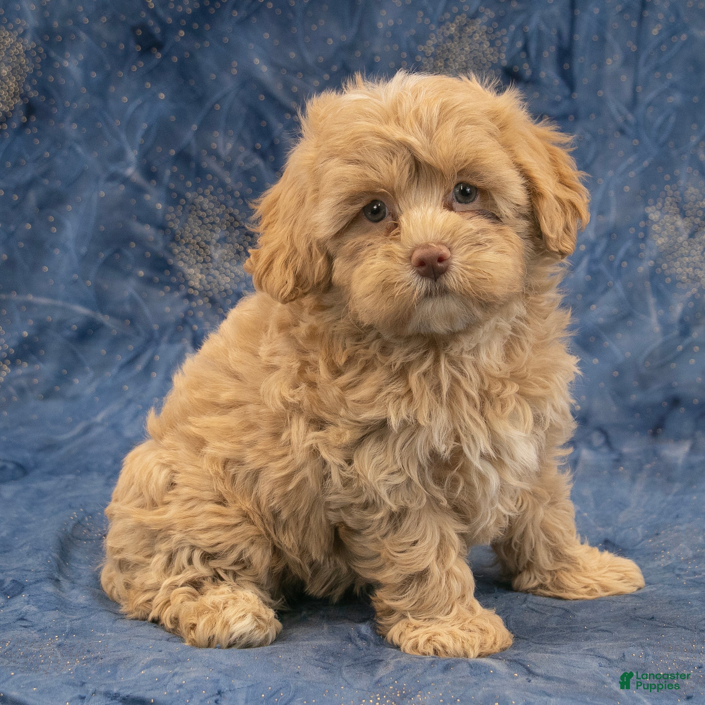 Havapoo dogs Sasha - Ad 1