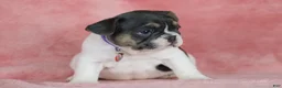 French Bulldog dogs for sale: Dottie - Ad 4