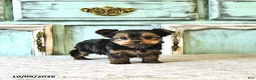 Yorkshire Terrier dogs for sale: Cooper - Ad 4