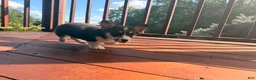Welsh Corgi Pembroke dogs for sale: Holly - Ad 19