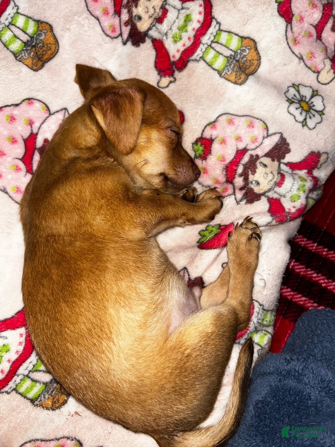 Chiweenie dogs for sale: Chiweenie 1 - Ad 2