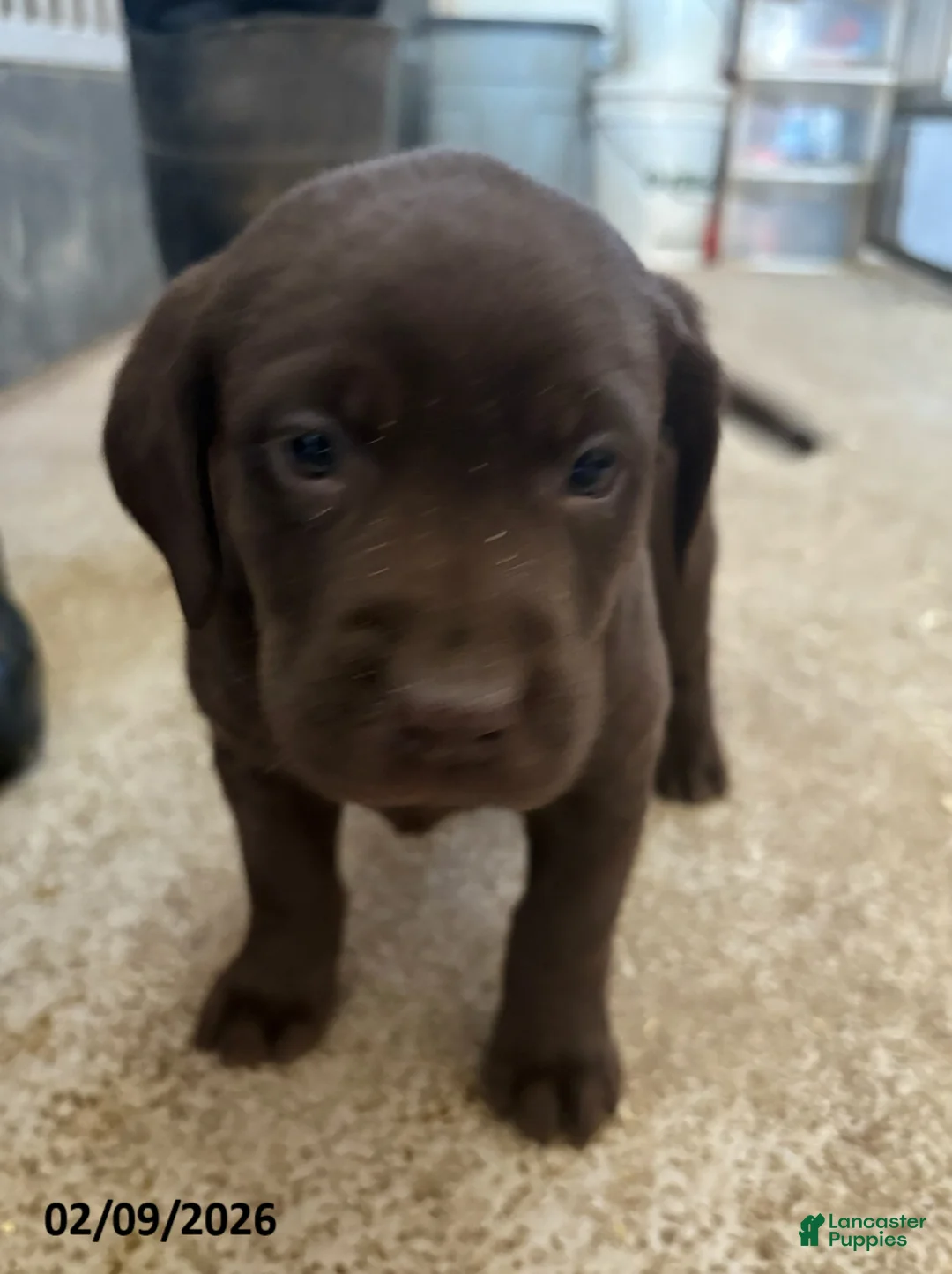 Labrador Retriever dogs for sale: Cassie   - Ad 2