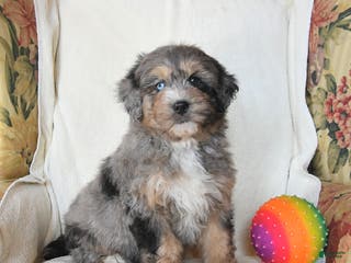 Mini Bernedoodle dogs Rocky - Ad 34