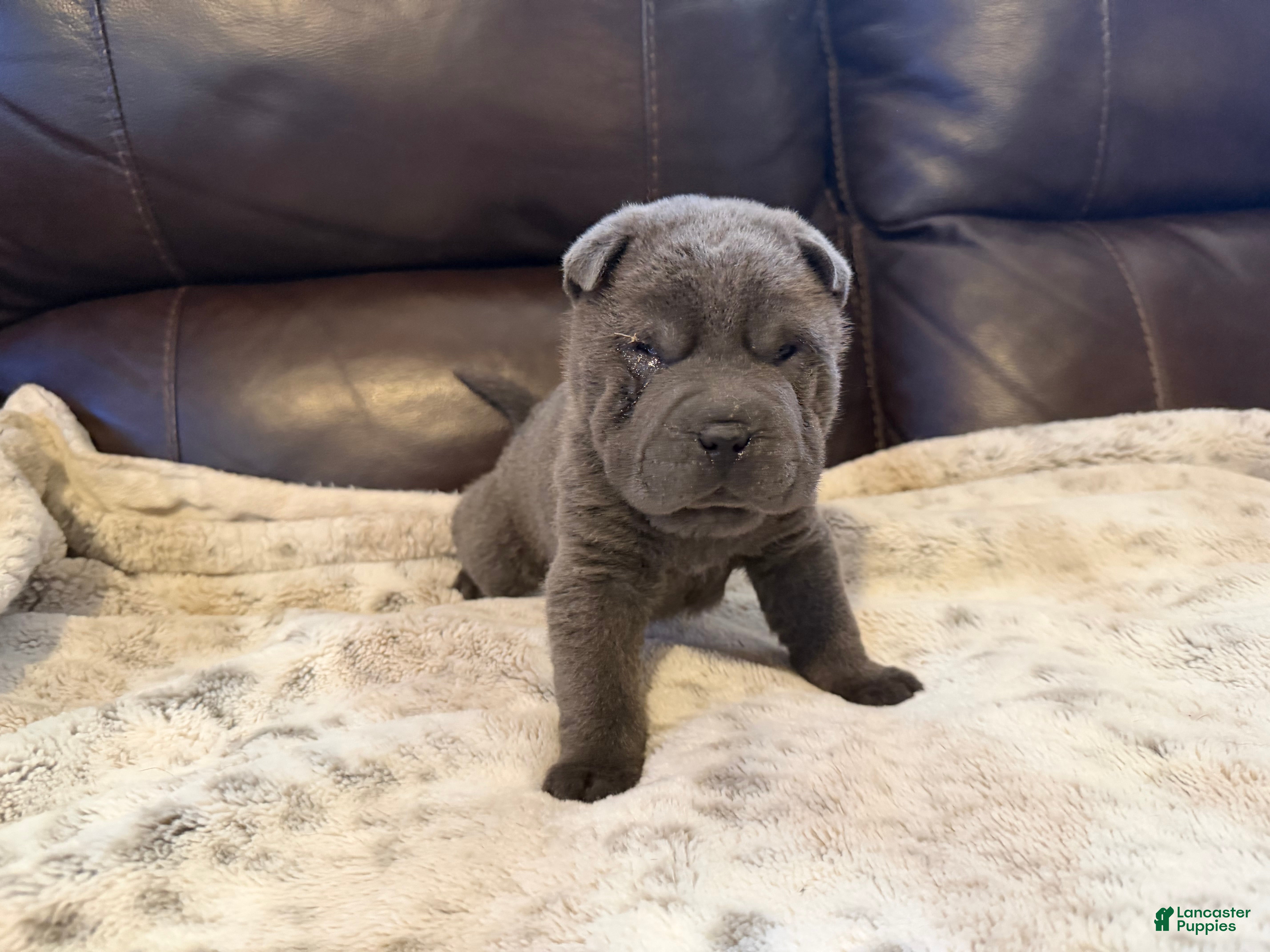 Shar Pei dogs Sully - Ad 5