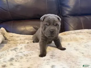 Shar Pei dogs Sully - Ad 5