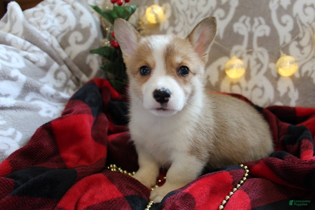 Welsh Corgi Pembroke dogs for sale: Snowflake  - Ad 4