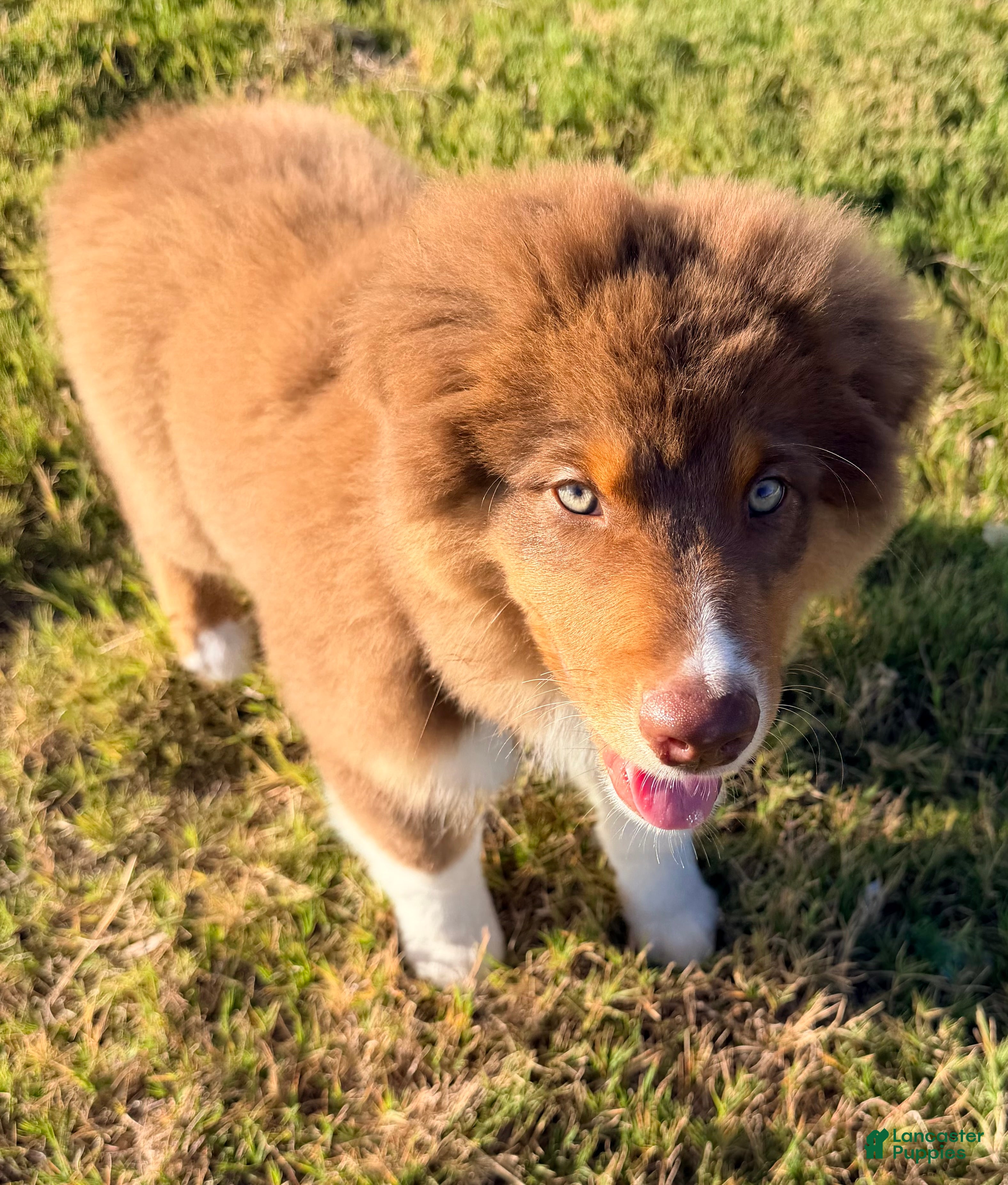 Australian Shepherd dogs AKC 4 Russell - Ad 2