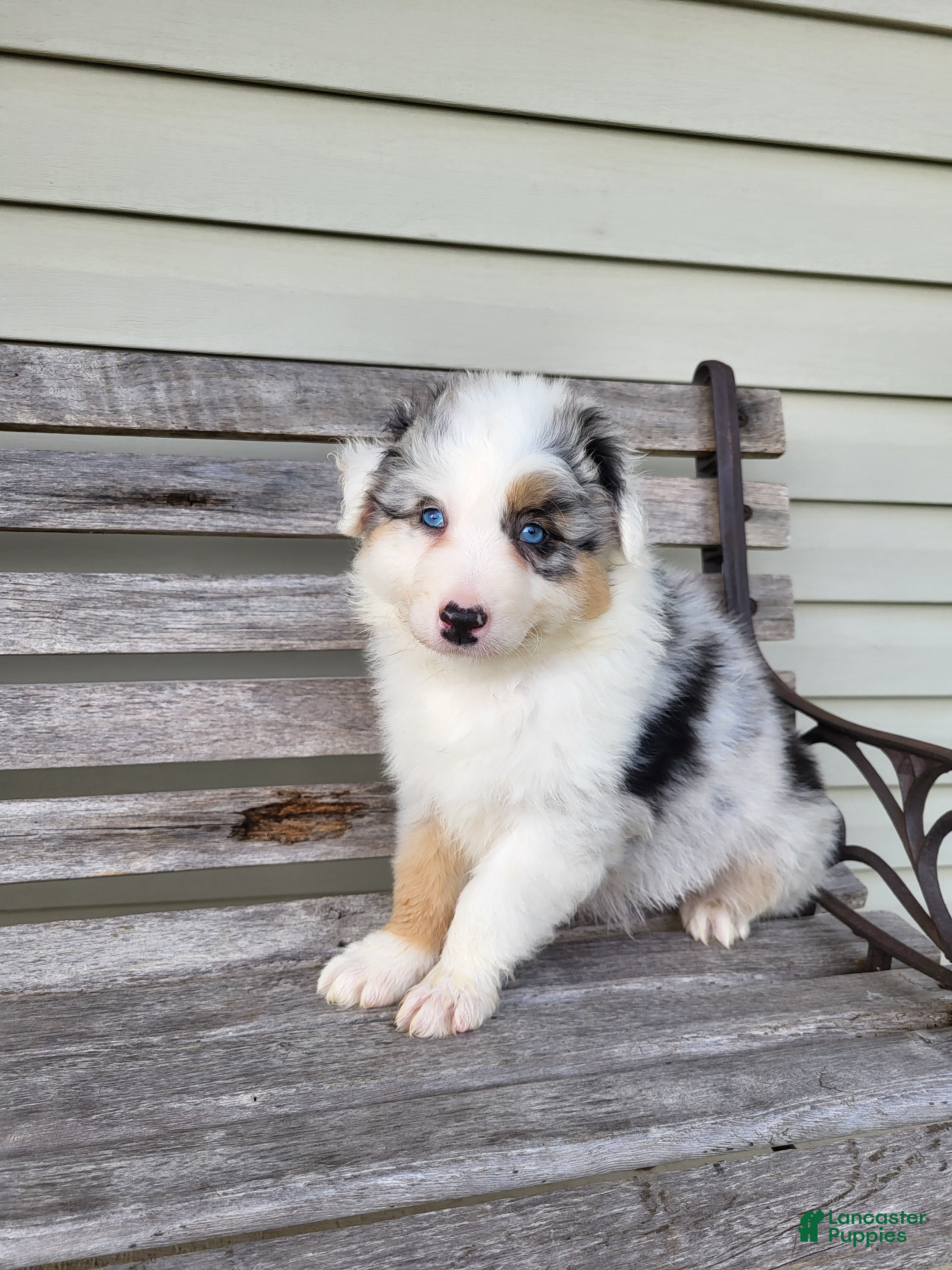 Australian Shepherd dogs Sadie  - Ad 1