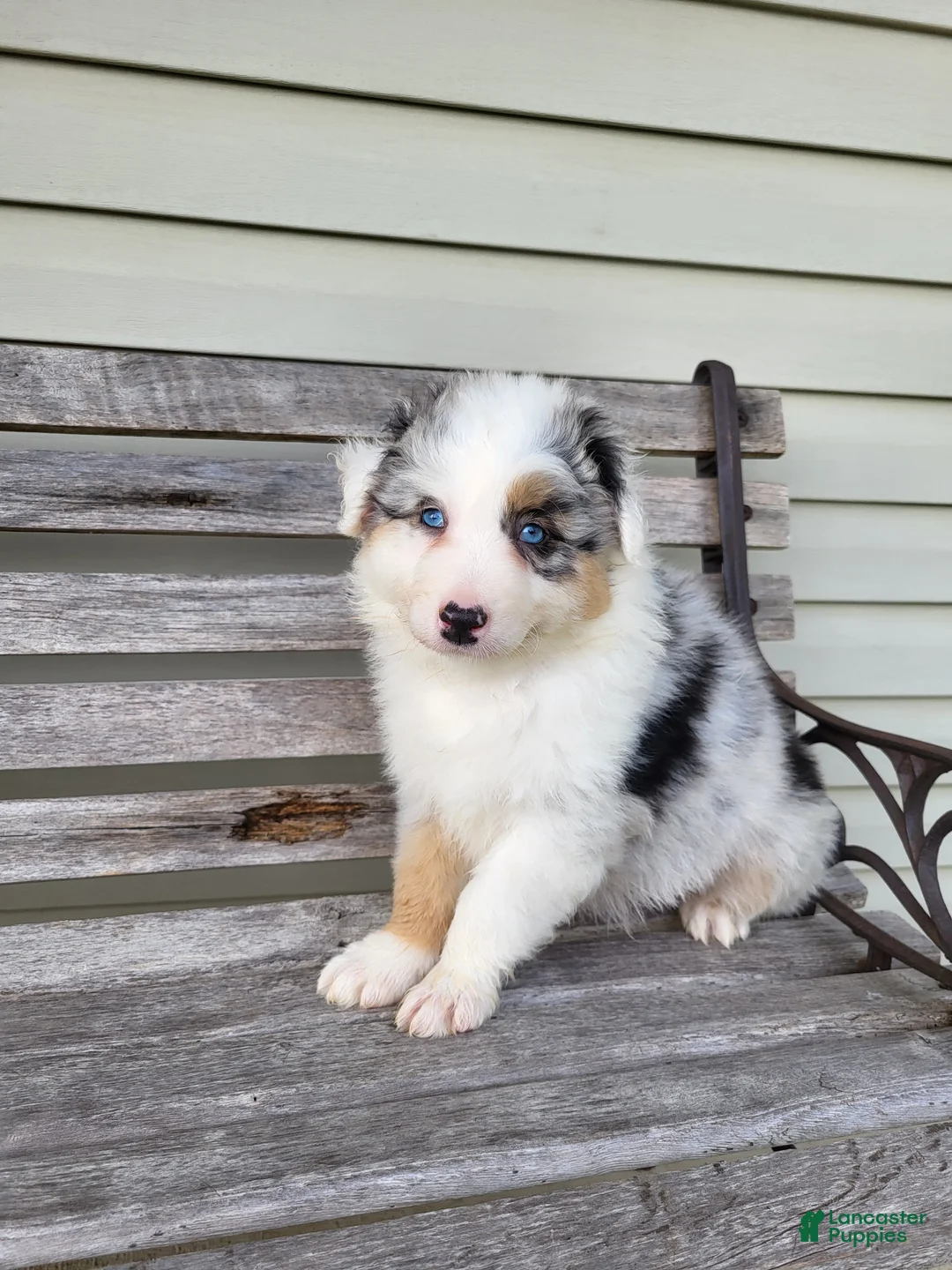 Australian Shepherd dogs for sale: Sadie  - Ad 1