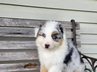 Australian Shepherd dogs for sale: Sadie - Ad 4