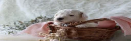 Bichpoo dogs for sale: Sable - Ad 6