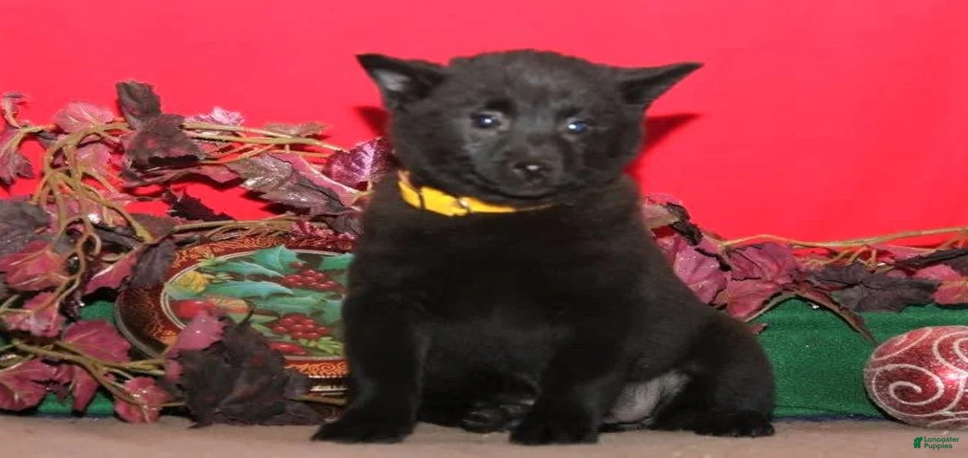 Gallery Image {{count}}