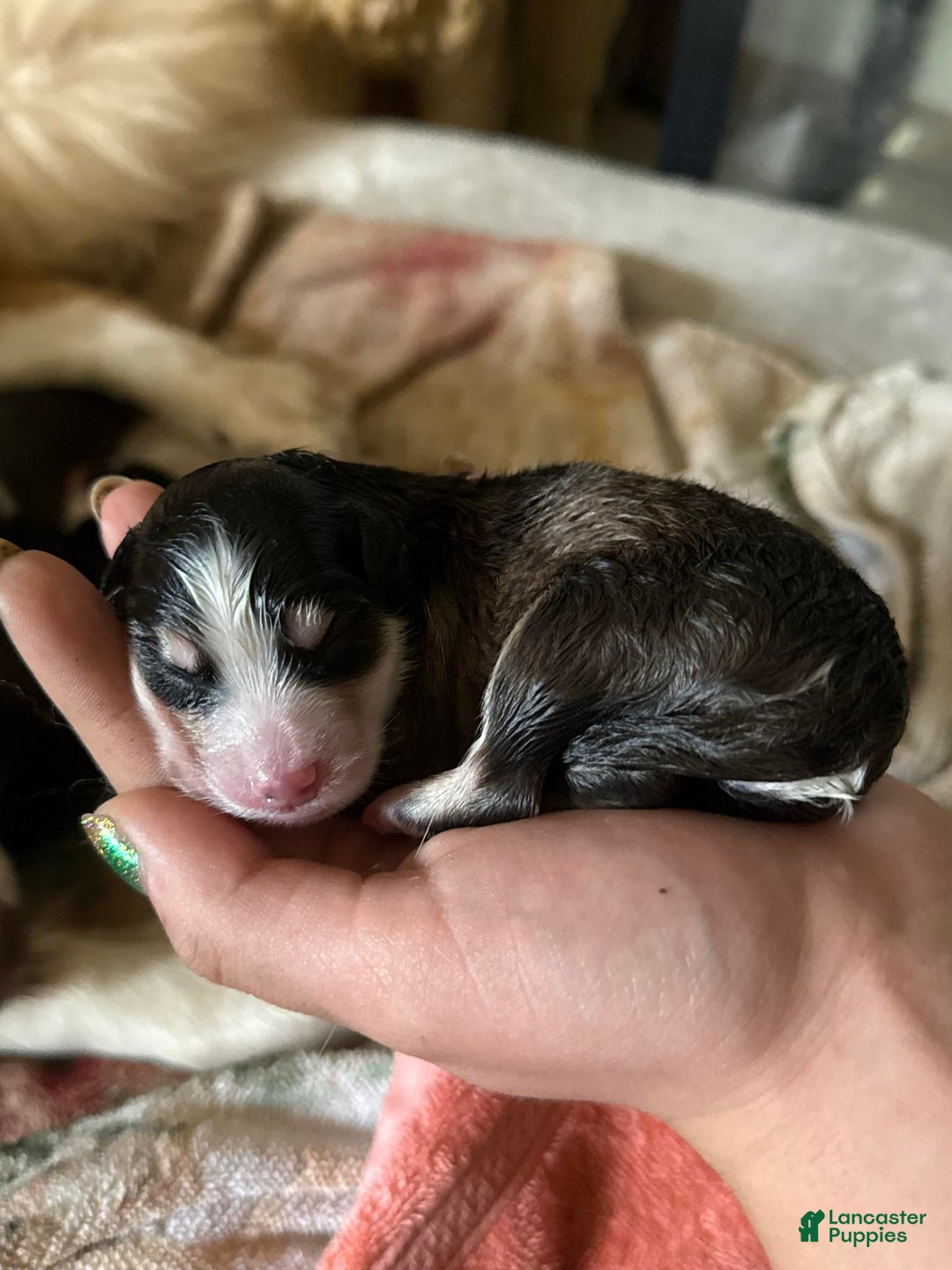 Pomsky dogs for sale: Cleo - Ad 15