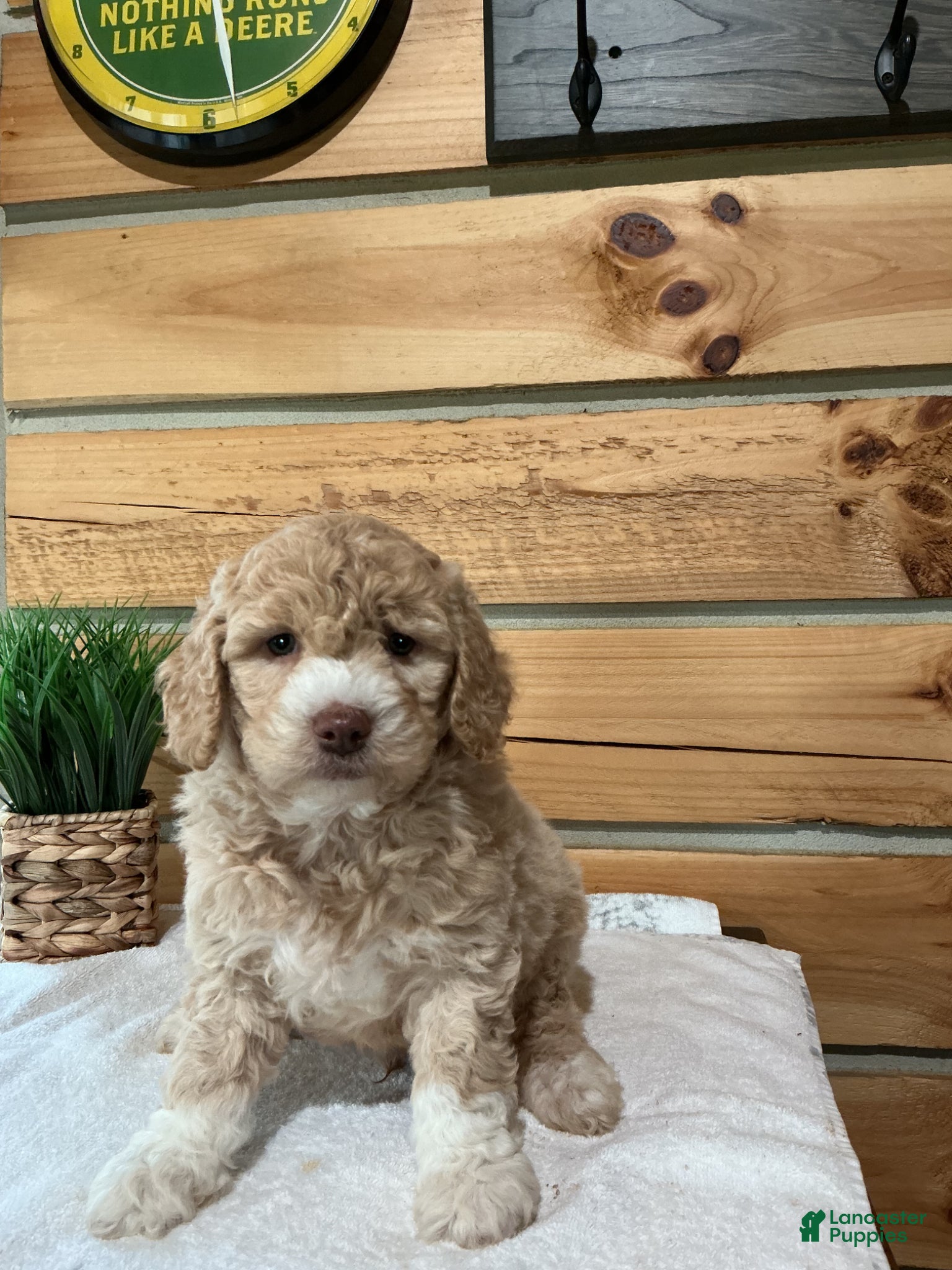 Mini Goldendoodle dogs Mason - Ad 2