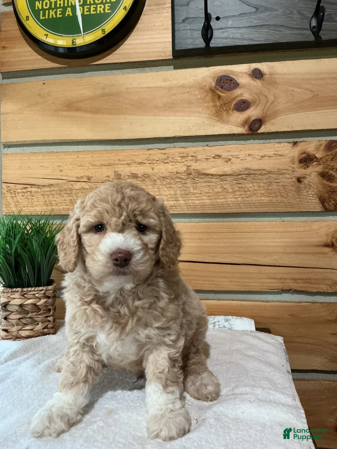 Mini Goldendoodle dogs for sale: Mason - Ad 2