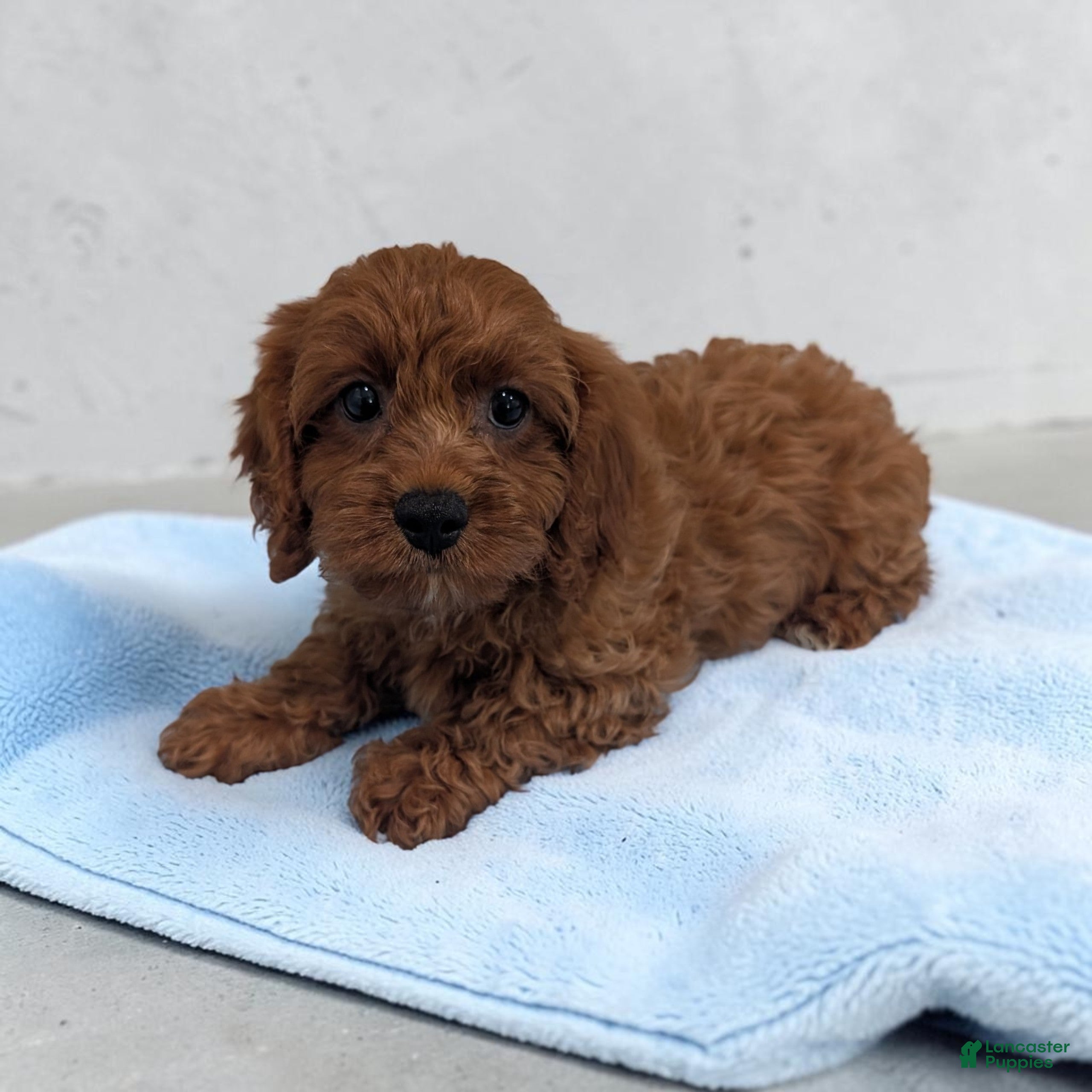 Cavapoo dogs Ace - Ad 1