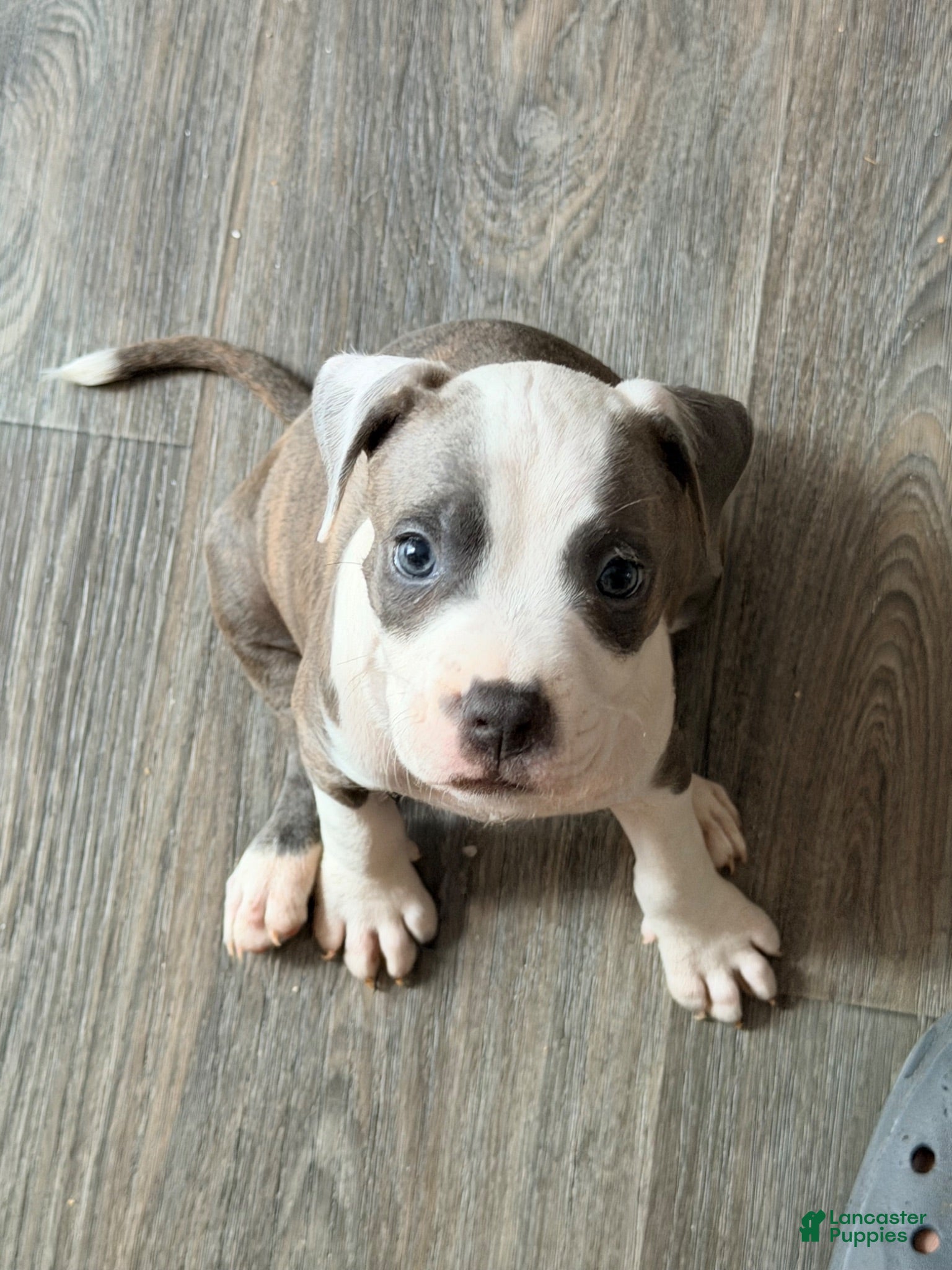 American Pit Bull Terrier dogs American Pit Bull Terrier 2 - Ad 2